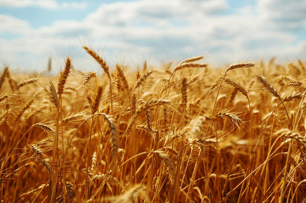 Okan Un İrmik Üretim Süreci